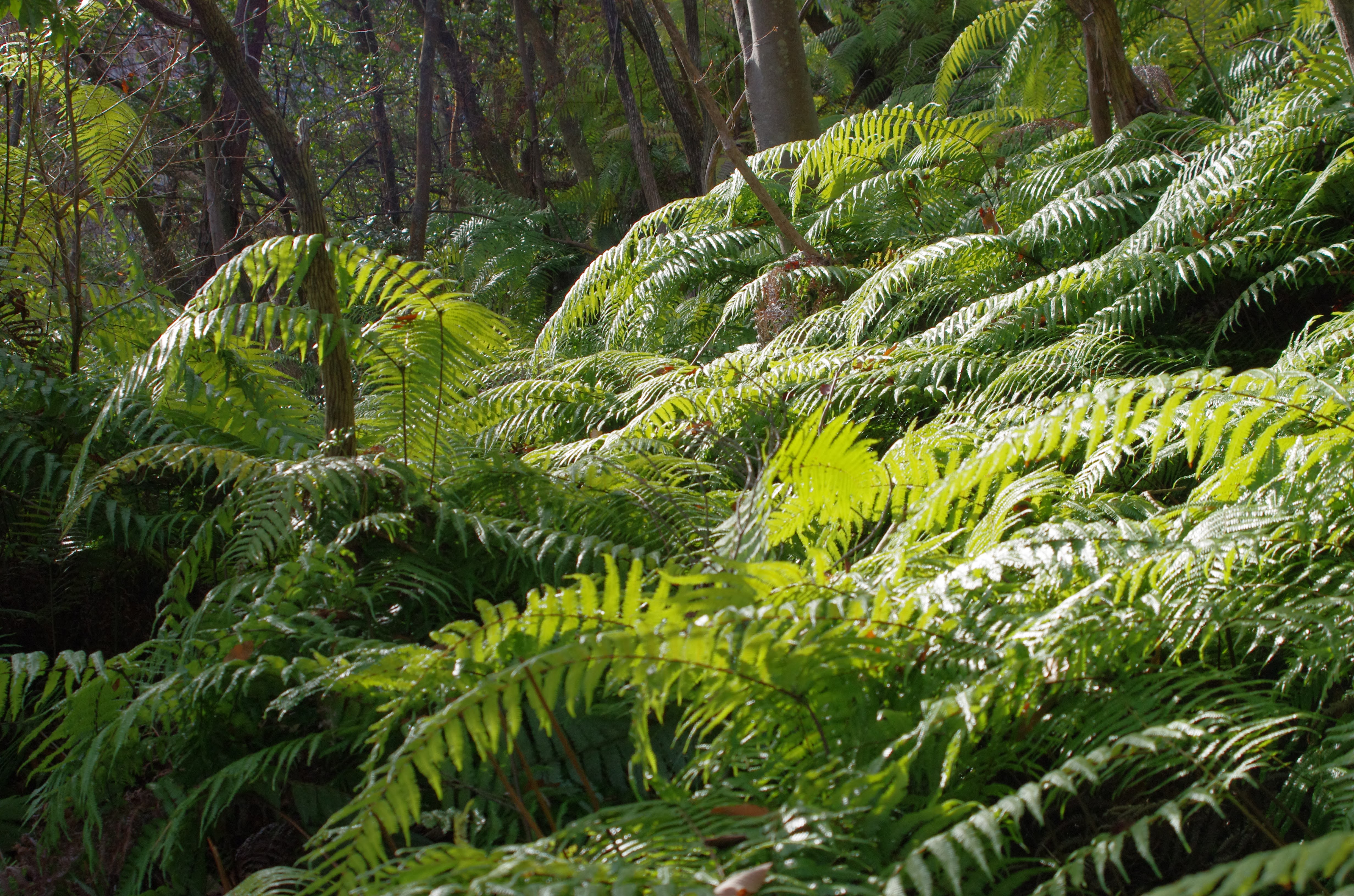 Close-up image of green bracken leaves.